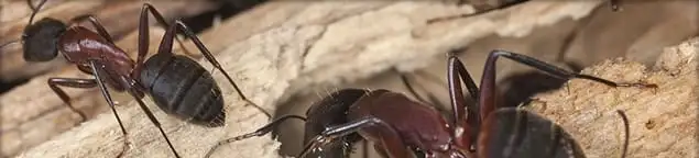Close-up of ants on wood showing an active ant infestation in Wilmington, NC