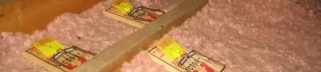 Mouse traps placed in an attic for rodent control in Wilmington, NC