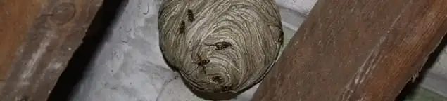 Wasp nest in an attic space, a common home infestation risk in Wilmington, NC