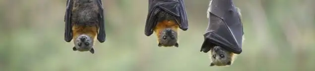Bats roosting together, a common sign of a bat infestation in Wilmington, NC