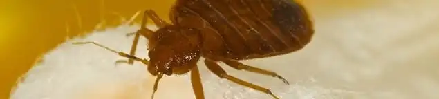 Close-up of a bed bug, a sign of an active infestation in Wilmington, NC