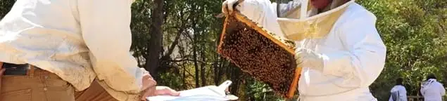 Bee removal specialists relocating a hive and honeycomb safely in Wilmington, NC