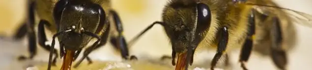 Close-up of honey bees, a sign of a nearby hive in Wilmington, NC
