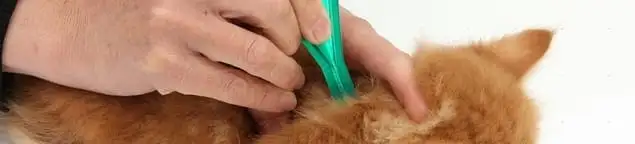 Flea treatment for pets using a flea comb, a sign of flea problems in Wilmington, NC