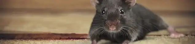 Mouse indoors, a common sign of a rodent infestation in Wilmington, NC