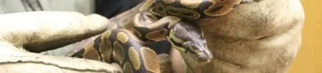 Snake removal specialist safely handling a snake with protective gloves in Wilmington, NC