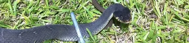 Snake in a yard, a common sign of a snake problem near a home in Wilmington, NC