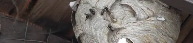 Close-up of a wasp nest with active wasps, a sign of an infestation in Wilmington, NC